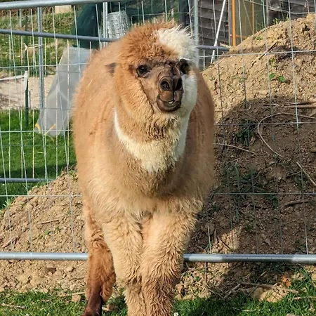 Im Thermenland דירה