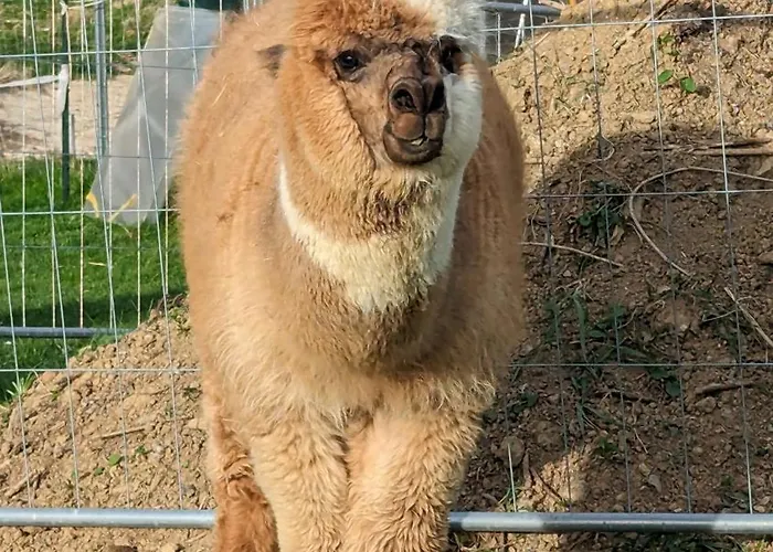 Im Thermenland Apartmán